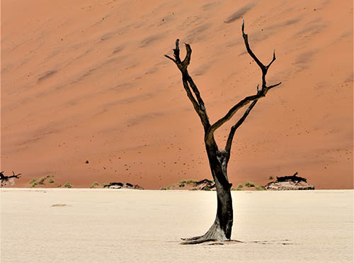 stump-grinding-south-lake-leafless-tree