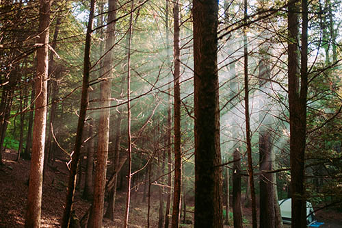 stump-grinding-south-lake-tree-forest